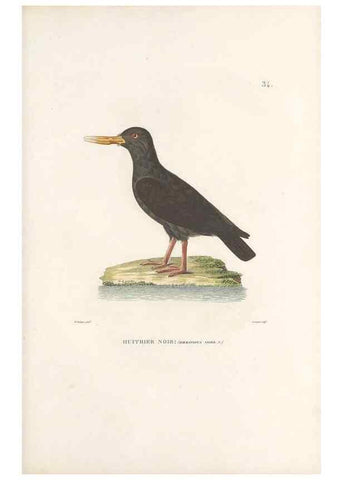 Reproducción/Reproduction 49814201911: Voyage autour du monde, entrepris par ordre du roi.. Paris,Chez Pillet aîné,1824-1844.. 