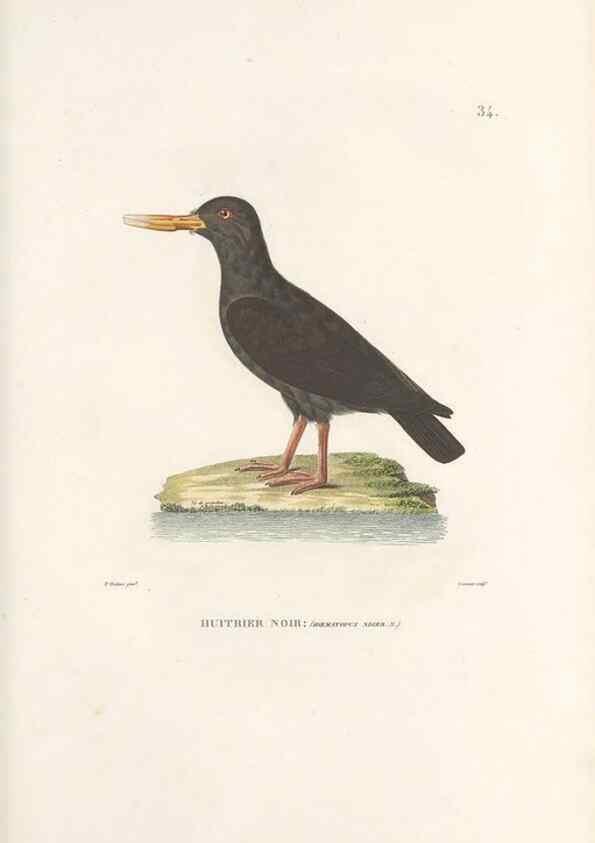 Reproducción/Reproduction 49814201911: Voyage autour du monde, entrepris par ordre du roi.. Paris,Chez Pillet aîné,1824-1844.. 