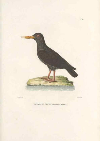 Reproducción/Reproduction 49814201911: Voyage autour du monde, entrepris par ordre du roi.. Paris,Chez Pillet aîné,1824-1844.. 