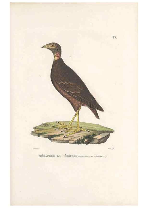 Reproducción/Reproduction 49814201596: Voyage autour du monde, entrepris par ordre du roi.. Paris,Chez Pillet aîné,1824-1844.. 