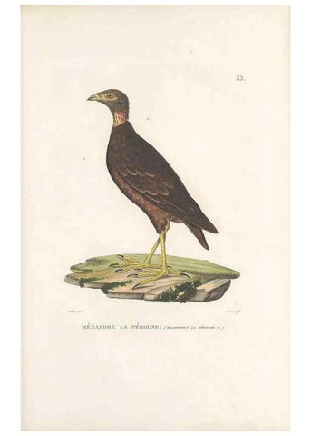 Reproducción/Reproduction 49814201596: Voyage autour du monde, entrepris par ordre du roi.. Paris,Chez Pillet aîné,1824-1844.. 