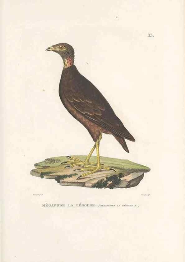 Reproducción/Reproduction 49814201596: Voyage autour du monde, entrepris par ordre du roi.. Paris,Chez Pillet aîné,1824-1844.. 
