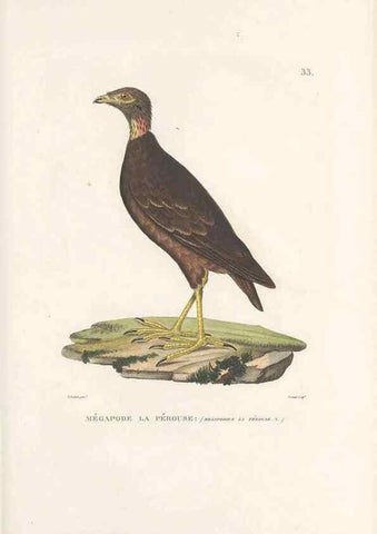 Reproducción/Reproduction 49814201596: Voyage autour du monde, entrepris par ordre du roi.. Paris,Chez Pillet aîné,1824-1844.. 