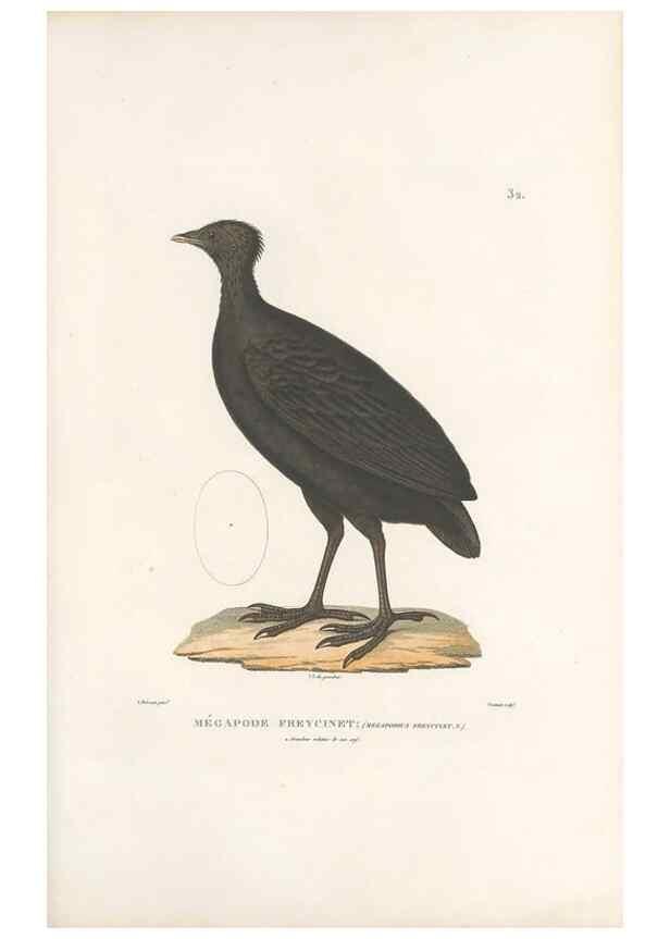 Reproducción/Reproduction 49813663353: Voyage autour du monde, entrepris par ordre du roi.. Paris,Chez Pillet aîné,1824-1844.. 