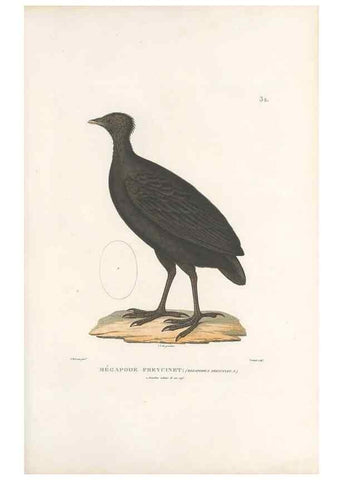 Reproducción/Reproduction 49813663353: Voyage autour du monde, entrepris par ordre du roi.. Paris,Chez Pillet aîné,1824-1844.. 