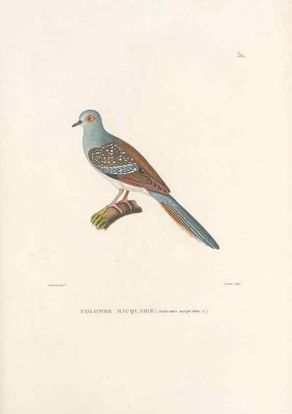 Reproducción/Reproduction 49814510712: Voyage autour du monde, entrepris par ordre du roi.. Paris,Chez Pillet aîné,1824-1844.. 