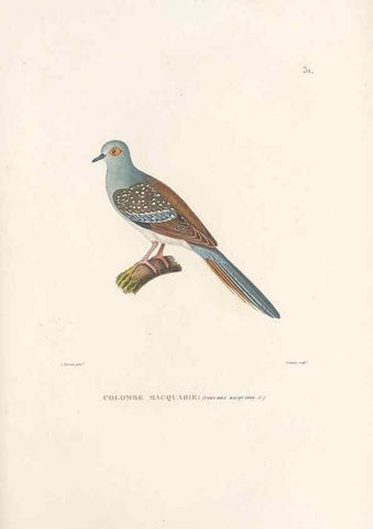Reproducción/Reproduction 49814510712: Voyage autour du monde, entrepris par ordre du roi.. Paris,Chez Pillet aîné,1824-1844.. 