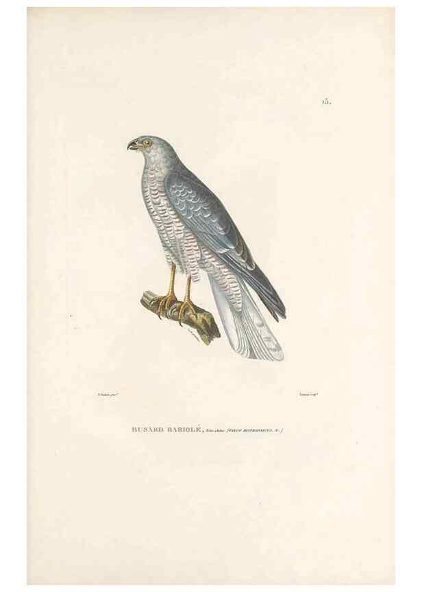 Reproducción/Reproduction 49814196711: Voyage autour du monde, entrepris par ordre du roi.. Paris,Chez Pillet aîné,1824-1844.. 