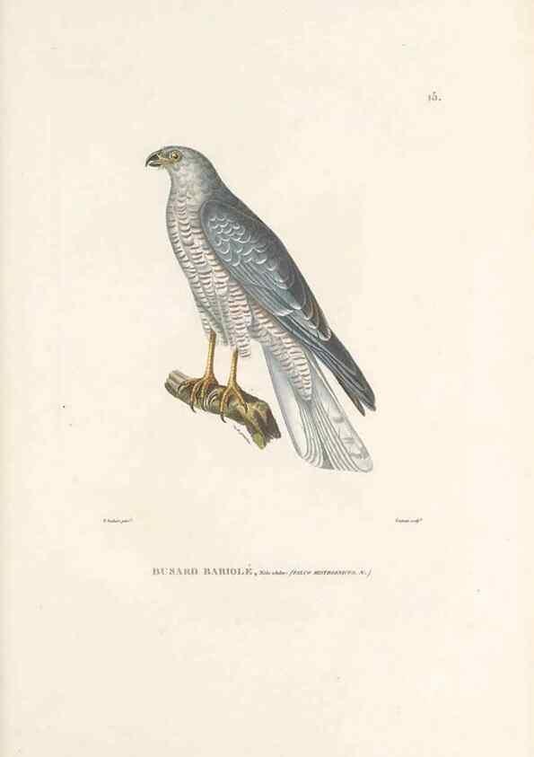 Reproducción/Reproduction 49814196711: Voyage autour du monde, entrepris par ordre du roi.. Paris,Chez Pillet aîné,1824-1844.. 
