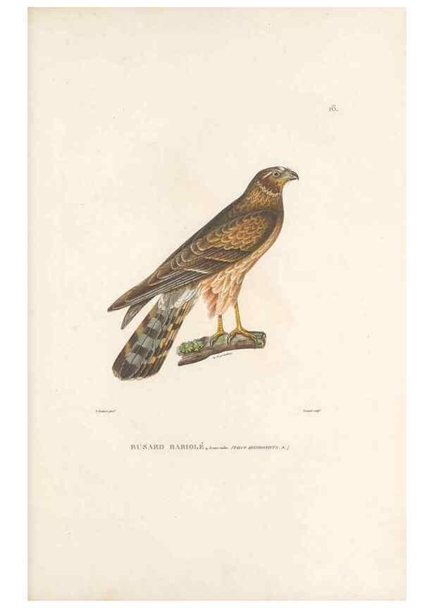 Reproducción/Reproduction 49814196921: Voyage autour du monde, entrepris par ordre du roi.. Paris,Chez Pillet aîné,1824-1844.. 