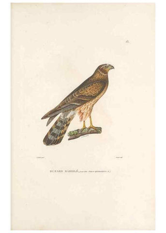 Reproducción/Reproduction 49814196921: Voyage autour du monde, entrepris par ordre du roi.. Paris,Chez Pillet aîné,1824-1844.. 