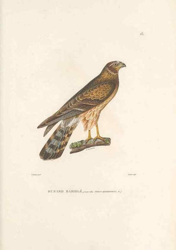 Reproducción/Reproduction 49814196921: Voyage autour du monde, entrepris par ordre du roi.. Paris,Chez Pillet aîné,1824-1844.. 