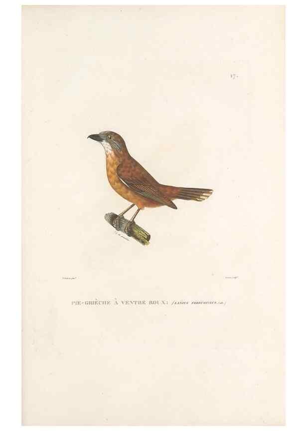 Reproducción/Reproduction 49813659368: Voyage autour du monde, entrepris par ordre du roi.. Paris,Chez Pillet aîné,1824-1844.. 