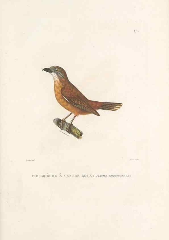 Reproducción/Reproduction 49813659368: Voyage autour du monde, entrepris par ordre du roi.. Paris,Chez Pillet aîné,1824-1844.. 