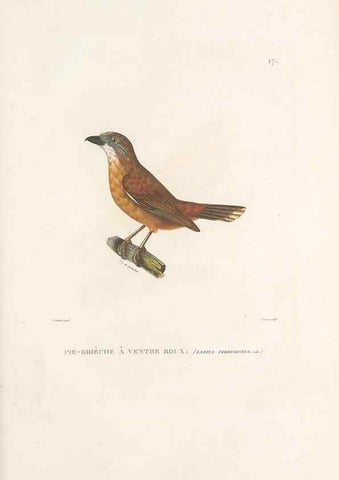 Reproducción/Reproduction 49813659368: Voyage autour du monde, entrepris par ordre du roi.. Paris,Chez Pillet aîné,1824-1844.. 