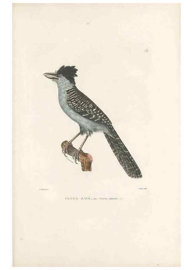 Reproducción/Reproduction 49813659593: Voyage autour du monde, entrepris par ordre du roi.. Paris,Chez Pillet aîné,1824-1844.. 