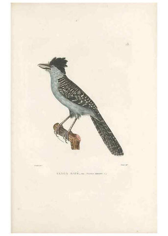 Reproducción/Reproduction 49813659593: Voyage autour du monde, entrepris par ordre du roi.. Paris,Chez Pillet aîné,1824-1844.. 