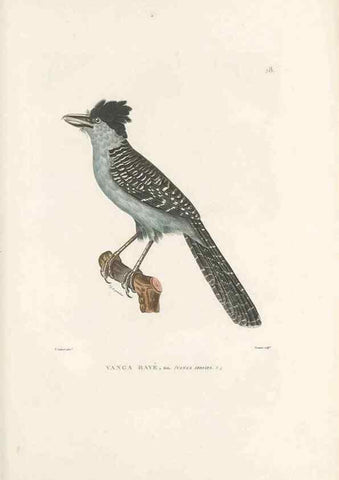 Reproducción/Reproduction 49813659593: Voyage autour du monde, entrepris par ordre du roi.. Paris,Chez Pillet aîné,1824-1844.. 