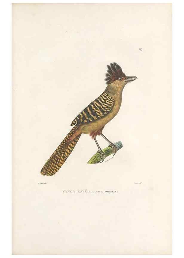 Reproducción/Reproduction 49813659828: Voyage autour du monde, entrepris par ordre du roi.. Paris,Chez Pillet aîné,1824-1844.. 
