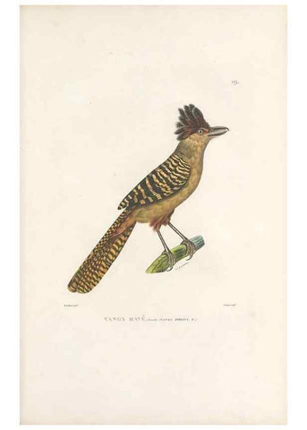 Reproducción/Reproduction 49813659828: Voyage autour du monde, entrepris par ordre du roi.. Paris,Chez Pillet aîné,1824-1844.. 