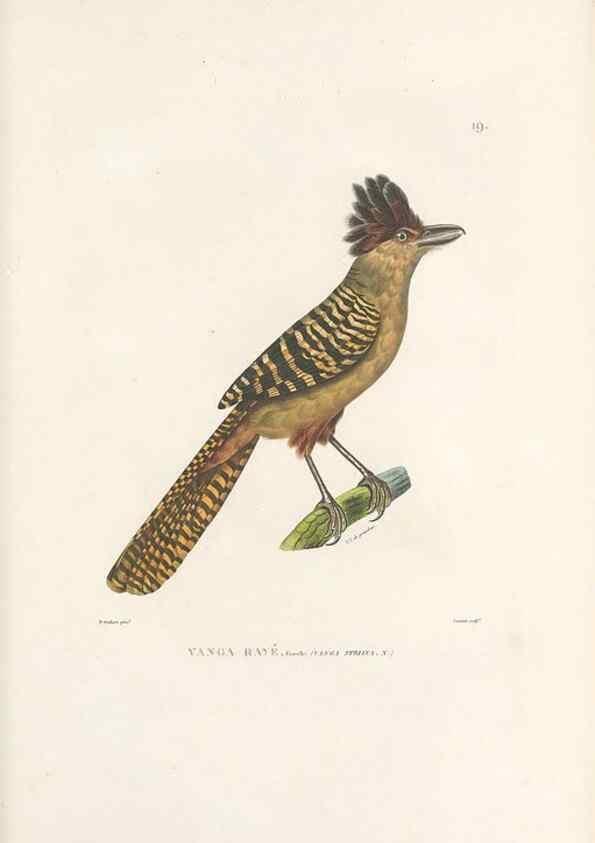 Reproducción/Reproduction 49813659828: Voyage autour du monde, entrepris par ordre du roi.. Paris,Chez Pillet aîné,1824-1844.. 