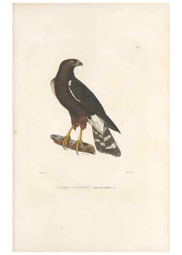 Reproducción/Reproduction 49813658218: Voyage autour du monde, entrepris par ordre du roi.. Paris,Chez Pillet aîné,1824-1844.. 