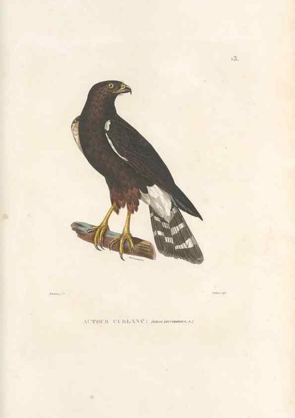 Reproducción/Reproduction 49813658218: Voyage autour du monde, entrepris par ordre du roi.. Paris,Chez Pillet aîné,1824-1844.. 