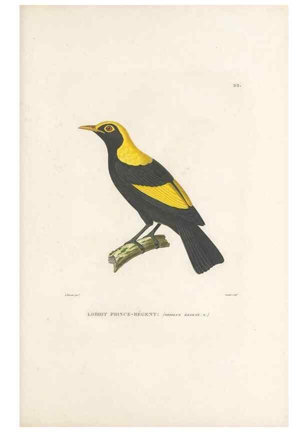 Reproducción/Reproduction 49813660623: Voyage autour du monde, entrepris par ordre du roi.. Paris,Chez Pillet aîné,1824-1844.. 