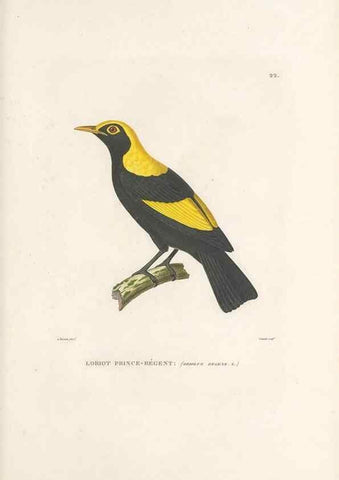 Reproducción/Reproduction 49813660623: Voyage autour du monde, entrepris par ordre du roi.. Paris,Chez Pillet aîné,1824-1844.. 