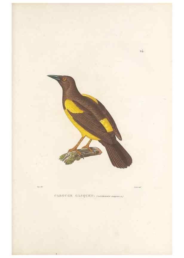Reproducción/Reproduction 49813661228: Voyage autour du monde, entrepris par ordre du roi.. Paris,Chez Pillet aîné,1824-1844.. 