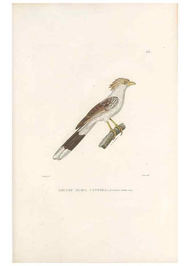 Reproducción/Reproduction 49814199606: Voyage autour du monde, entrepris par ordre du roi.. Paris,Chez Pillet aîné,1824-1844.. 