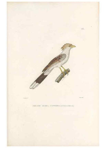 Reproducción/Reproduction 49814199606: Voyage autour du monde, entrepris par ordre du roi.. Paris,Chez Pillet aîné,1824-1844.. 