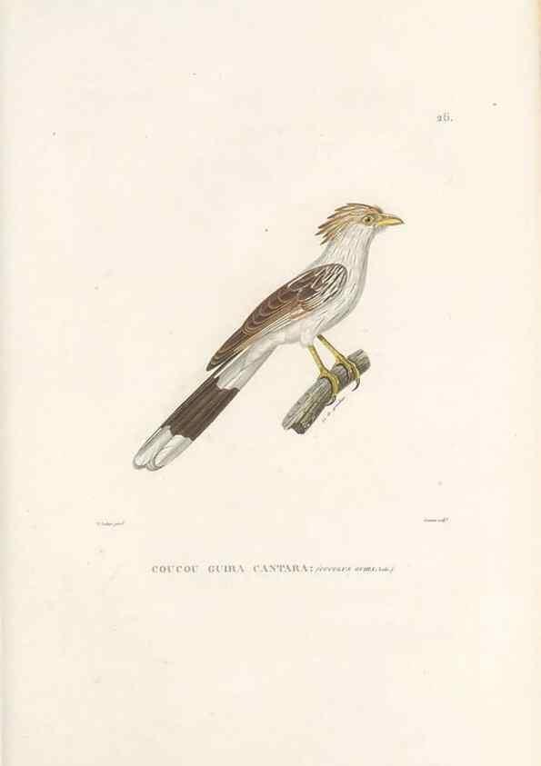 Reproducción/Reproduction 49814199606: Voyage autour du monde, entrepris par ordre du roi.. Paris,Chez Pillet aîné,1824-1844.. 