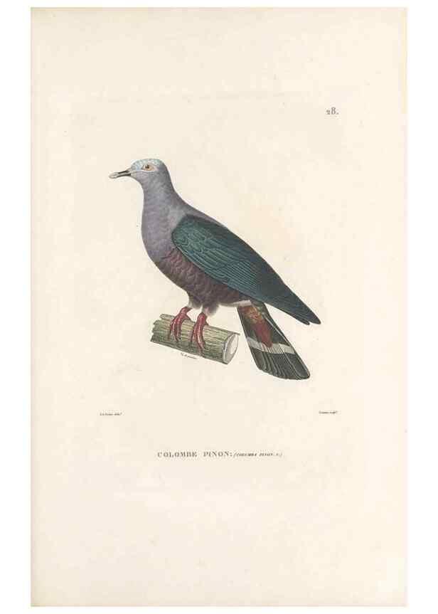 Reproducción/Reproduction 49814509797: Voyage autour du monde, entrepris par ordre du roi.. Paris,Chez Pillet aîné,1824-1844.. 