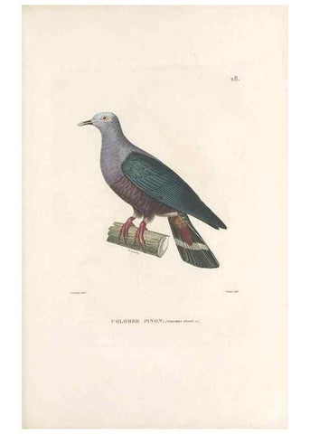 Reproducción/Reproduction 49814509797: Voyage autour du monde, entrepris par ordre du roi.. Paris,Chez Pillet aîné,1824-1844.. 