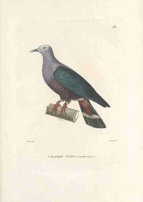 Reproducción/Reproduction 49814509797: Voyage autour du monde, entrepris par ordre du roi.. Paris,Chez Pillet aîné,1824-1844.. 