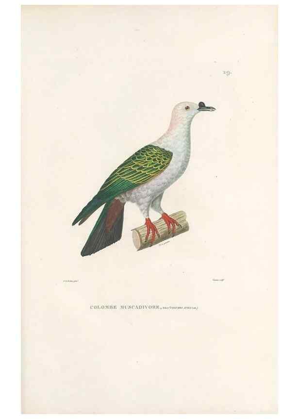 Reproducción/Reproduction 49814510112: Voyage autour du monde, entrepris par ordre du roi.. Paris,Chez Pillet aîné,1824-1844.. 