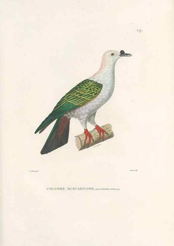 Reproducción/Reproduction 49814510112: Voyage autour du monde, entrepris par ordre du roi.. Paris,Chez Pillet aîné,1824-1844.. 