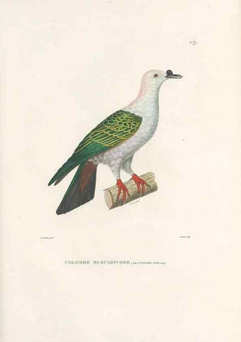 Reproducción/Reproduction 49814510112: Voyage autour du monde, entrepris par ordre du roi.. Paris,Chez Pillet aîné,1824-1844.. 
