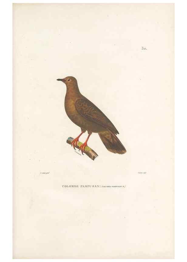 Reproducción/Reproduction 49814510417: Voyage autour du monde, entrepris par ordre du roi.. Paris,Chez Pillet aîné,1824-1844.. 