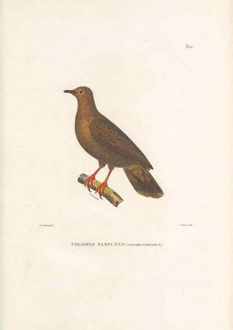 Reproducción/Reproduction 49814510417: Voyage autour du monde, entrepris par ordre du roi.. Paris,Chez Pillet aîné,1824-1844.. 