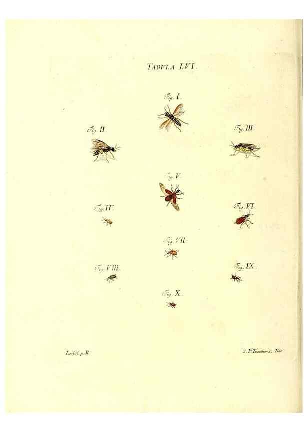 Reproducción/Reproduction 49810601177: Iacobi Christiani Schaefferi s.s. theologiae et philosophiae doctoris ... Icones insectorum circa Ratisbonam indigenorum :. Ratisbonae :Typis Breitfeldianis,MDCCLXXIX [1766-1779]. 