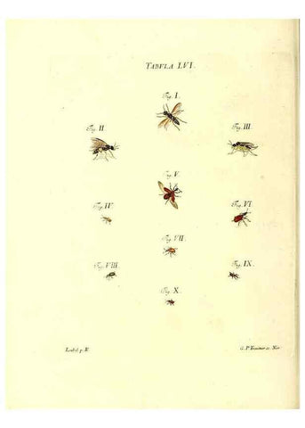 Reproducción/Reproduction 49810601177: Iacobi Christiani Schaefferi s.s. theologiae et philosophiae doctoris ... Icones insectorum circa Ratisbonam indigenorum :. Ratisbonae :Typis Breitfeldianis,MDCCLXXIX [1766-1779]. 