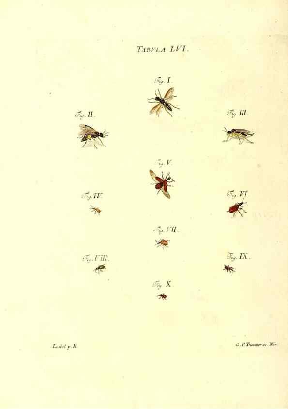 Reproducción/Reproduction 49810601177: Iacobi Christiani Schaefferi s.s. theologiae et philosophiae doctoris ... Icones insectorum circa Ratisbonam indigenorum :. Ratisbonae :Typis Breitfeldianis,MDCCLXXIX [1766-1779]. 
