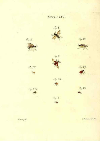 Reproducción/Reproduction 49810601177: Iacobi Christiani Schaefferi s.s. theologiae et philosophiae doctoris ... Icones insectorum circa Ratisbonam indigenorum :. Ratisbonae :Typis Breitfeldianis,MDCCLXXIX [1766-1779]. 