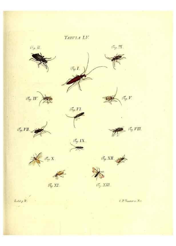 Reproducción/Reproduction 49810301096: Iacobi Christiani Schaefferi s.s. theologiae et philosophiae doctoris ... Icones insectorum circa Ratisbonam indigenorum :. Ratisbonae :Typis Breitfeldianis,MDCCLXXIX [1766-1779]. 