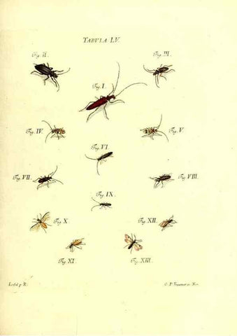 Reproducción/Reproduction 49810301096: Iacobi Christiani Schaefferi s.s. theologiae et philosophiae doctoris ... Icones insectorum circa Ratisbonam indigenorum :. Ratisbonae :Typis Breitfeldianis,MDCCLXXIX [1766-1779]. 