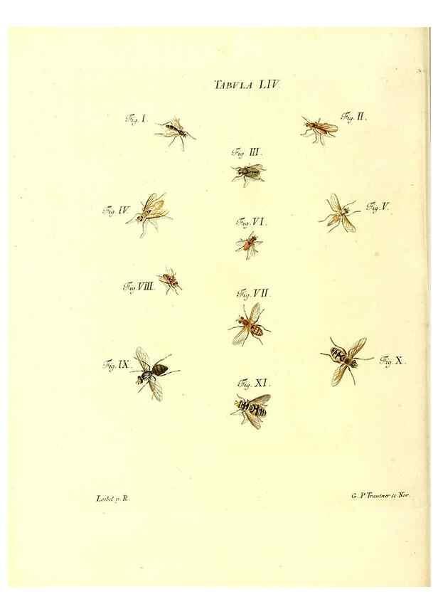 Reproducción/Reproduction 49810600687: Iacobi Christiani Schaefferi s.s. theologiae et philosophiae doctoris ... Icones insectorum circa Ratisbonam indigenorum :. Ratisbonae :Typis Breitfeldianis,MDCCLXXIX [1766-1779]. 