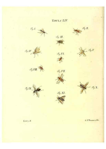 Reproducción/Reproduction 49810600687: Iacobi Christiani Schaefferi s.s. theologiae et philosophiae doctoris ... Icones insectorum circa Ratisbonam indigenorum :. Ratisbonae :Typis Breitfeldianis,MDCCLXXIX [1766-1779]. 