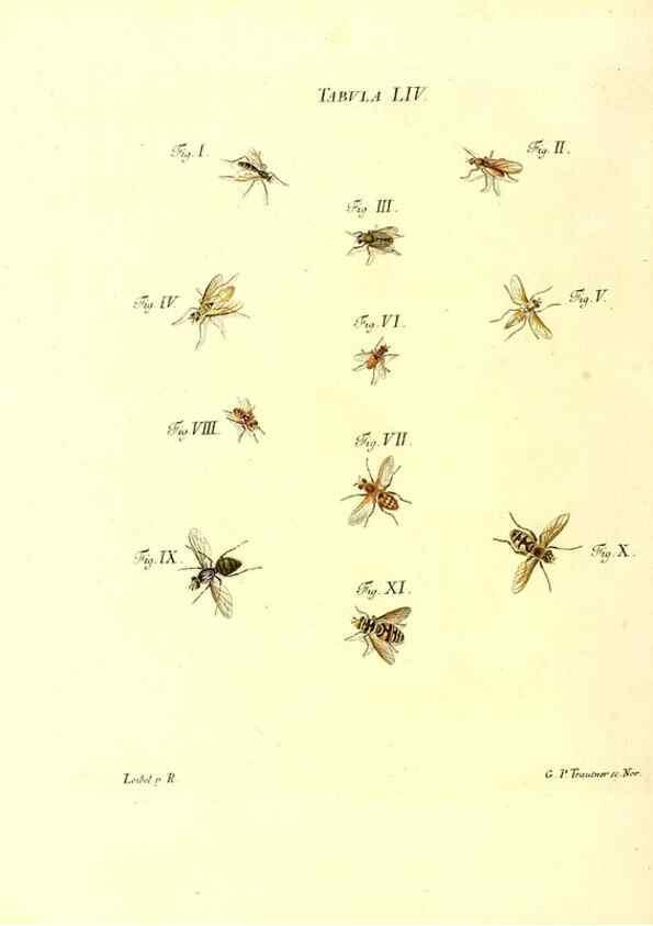 Reproducción/Reproduction 49810600687: Iacobi Christiani Schaefferi s.s. theologiae et philosophiae doctoris ... Icones insectorum circa Ratisbonam indigenorum :. Ratisbonae :Typis Breitfeldianis,MDCCLXXIX [1766-1779]. 